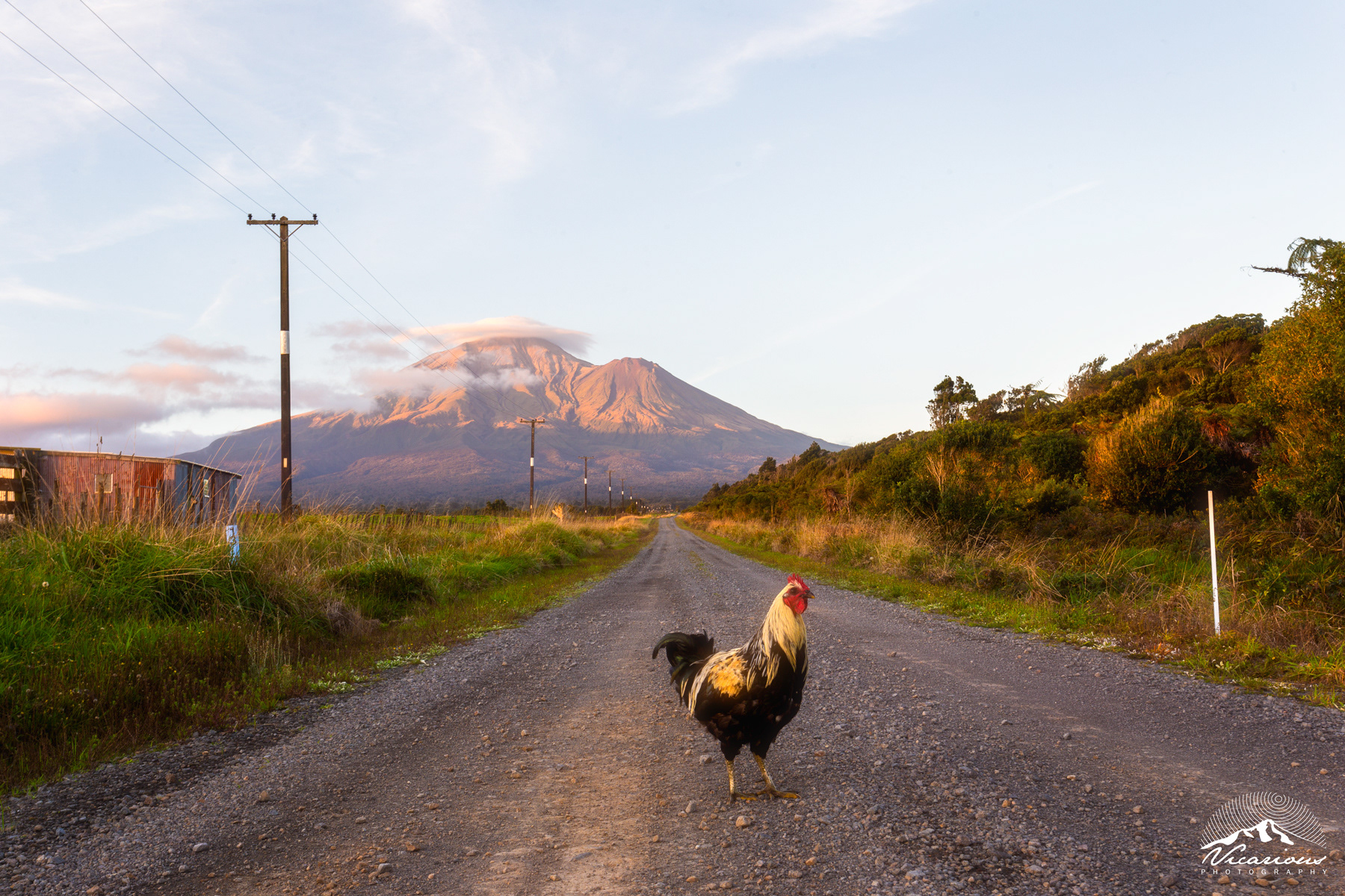 Cock Blocked | Wiremu | Taranaki