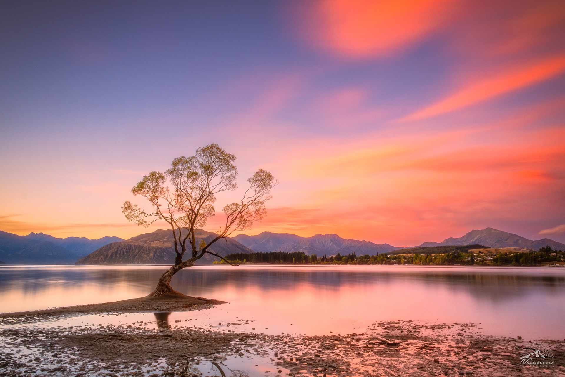 Wanaka Tree | Otago