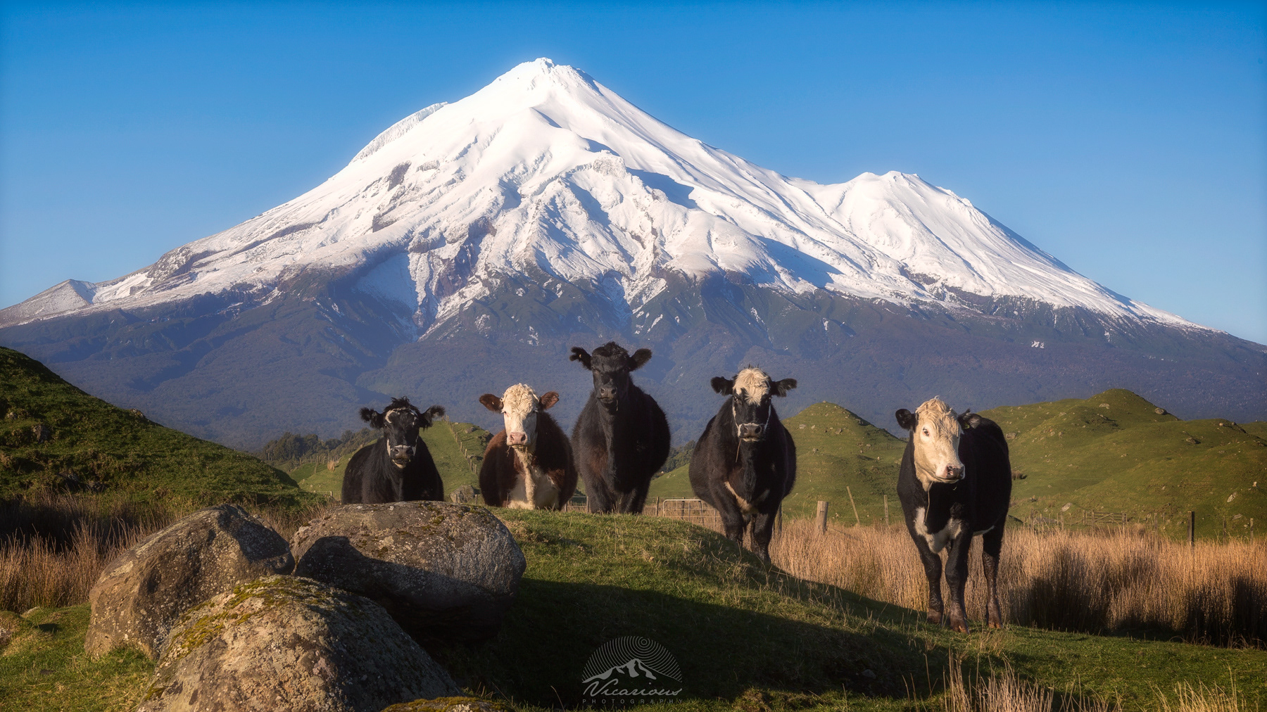 The Girls | Wiremu Road | Taranaki