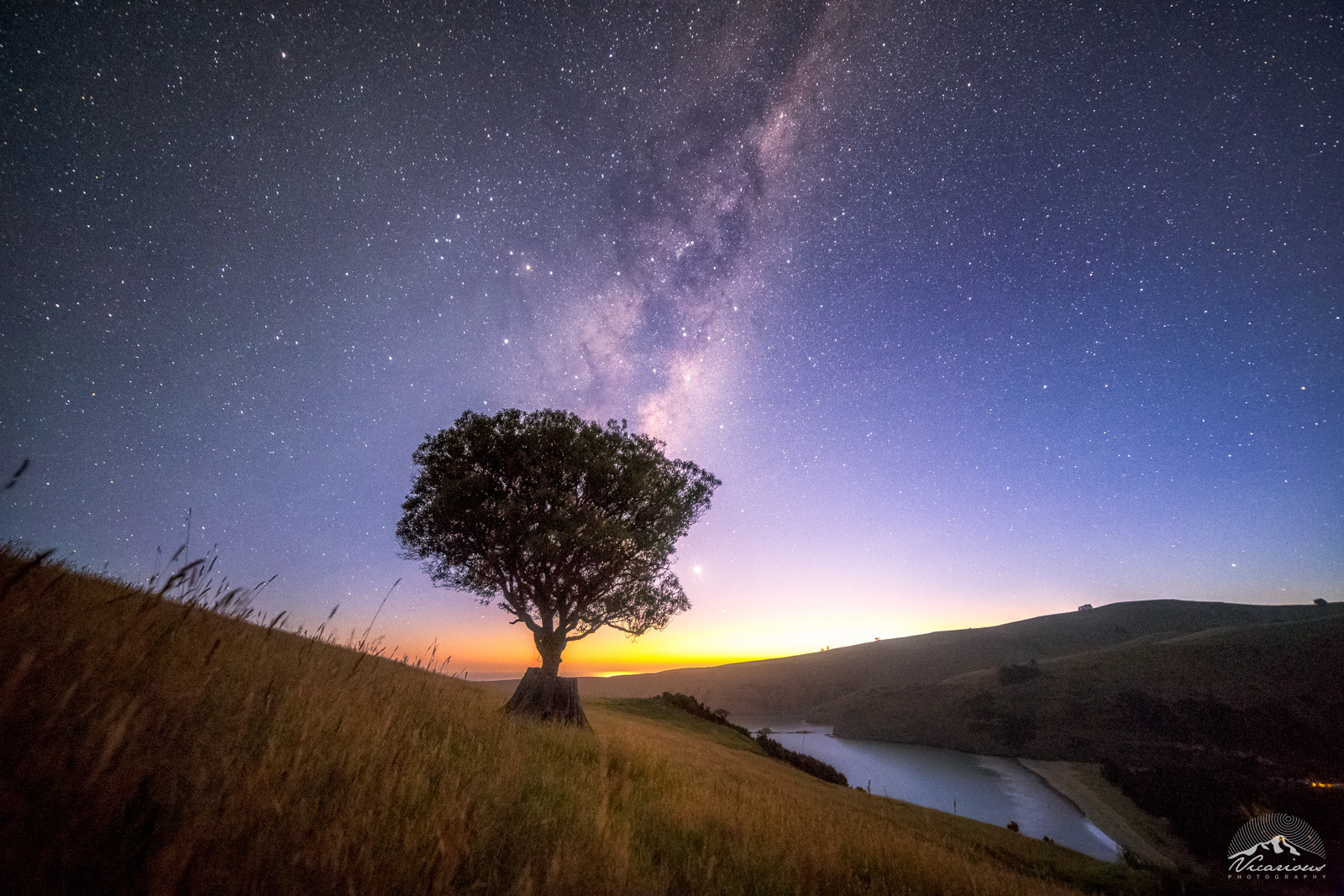 Lonely Tree | Okains Bay | Canterbury