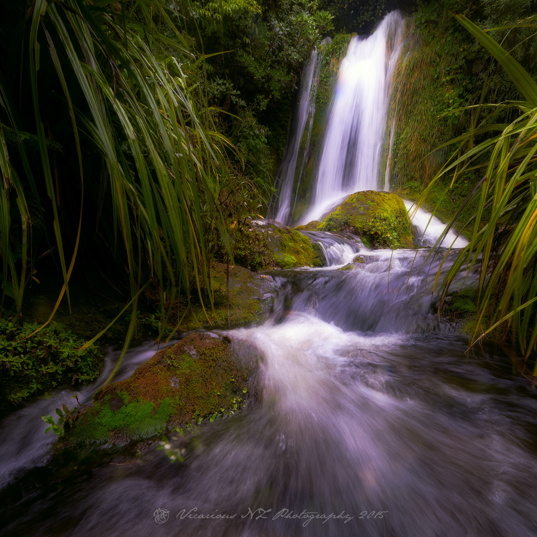 Horse Shoe Spring II | Dawn Falls | Taranaki