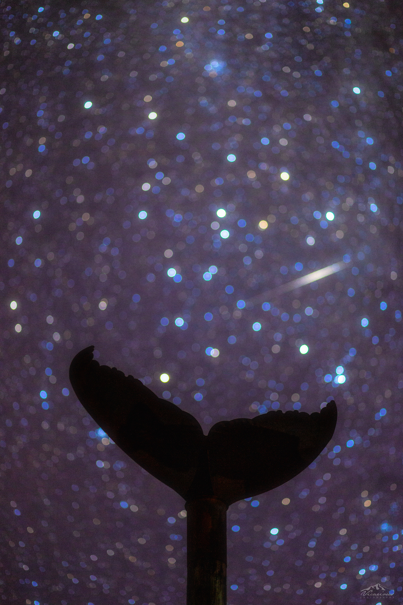 Astro Whale | Patea |Taranaki