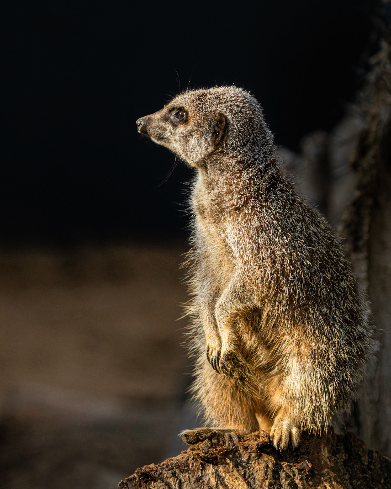 The Sentinel