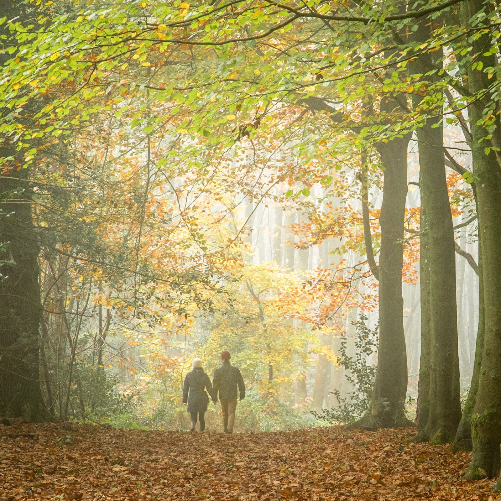 A Walk in the Mist