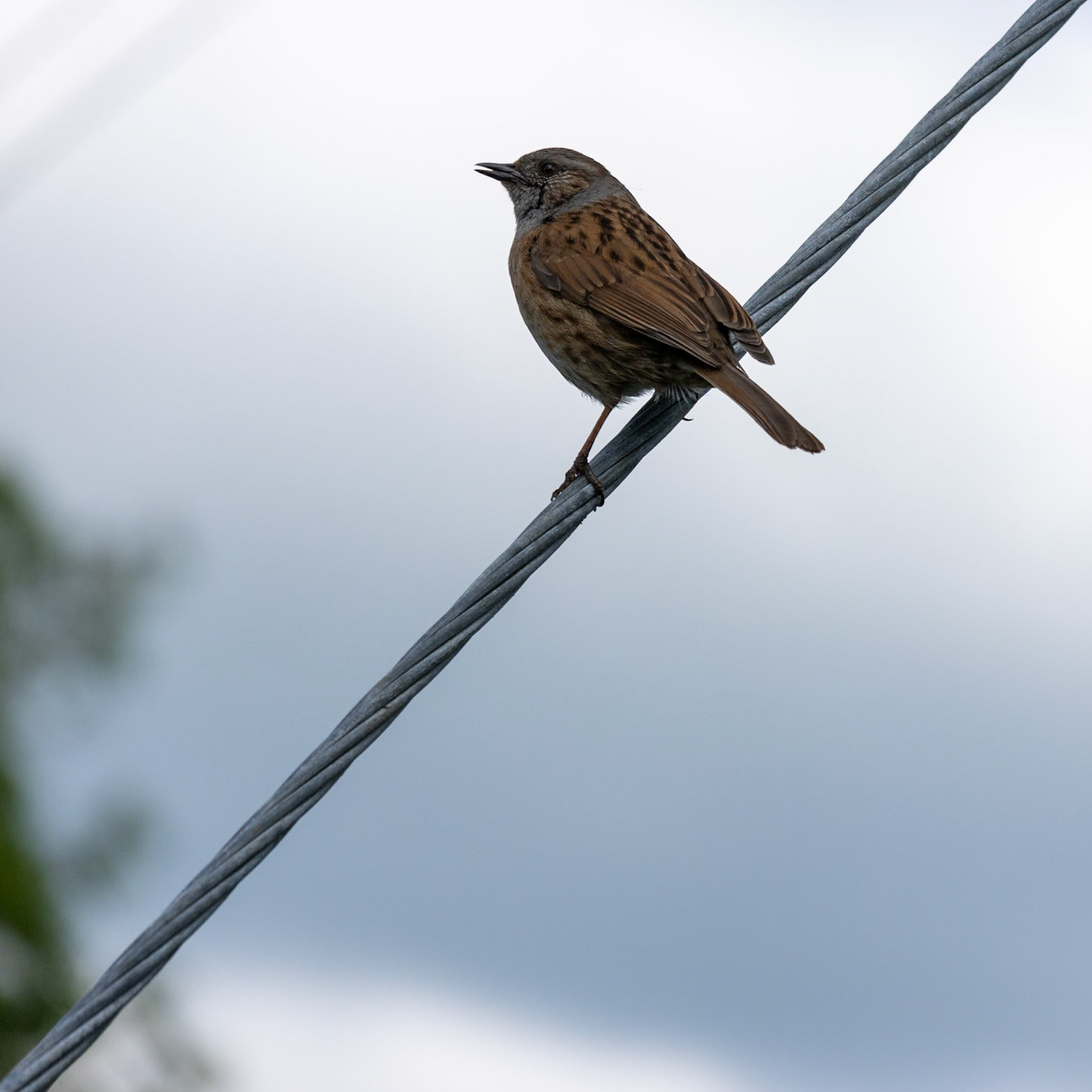 Dunnock