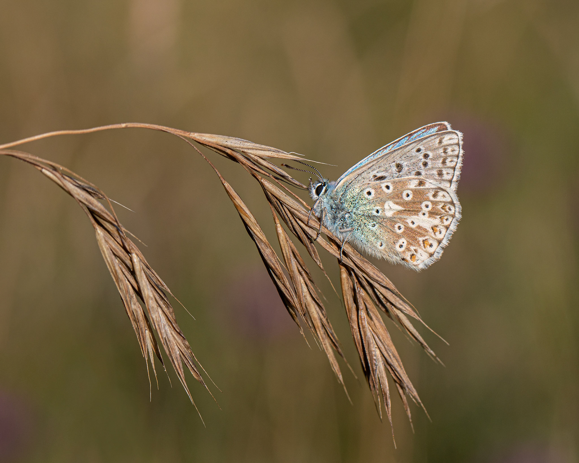 Common Blue in the Meadow