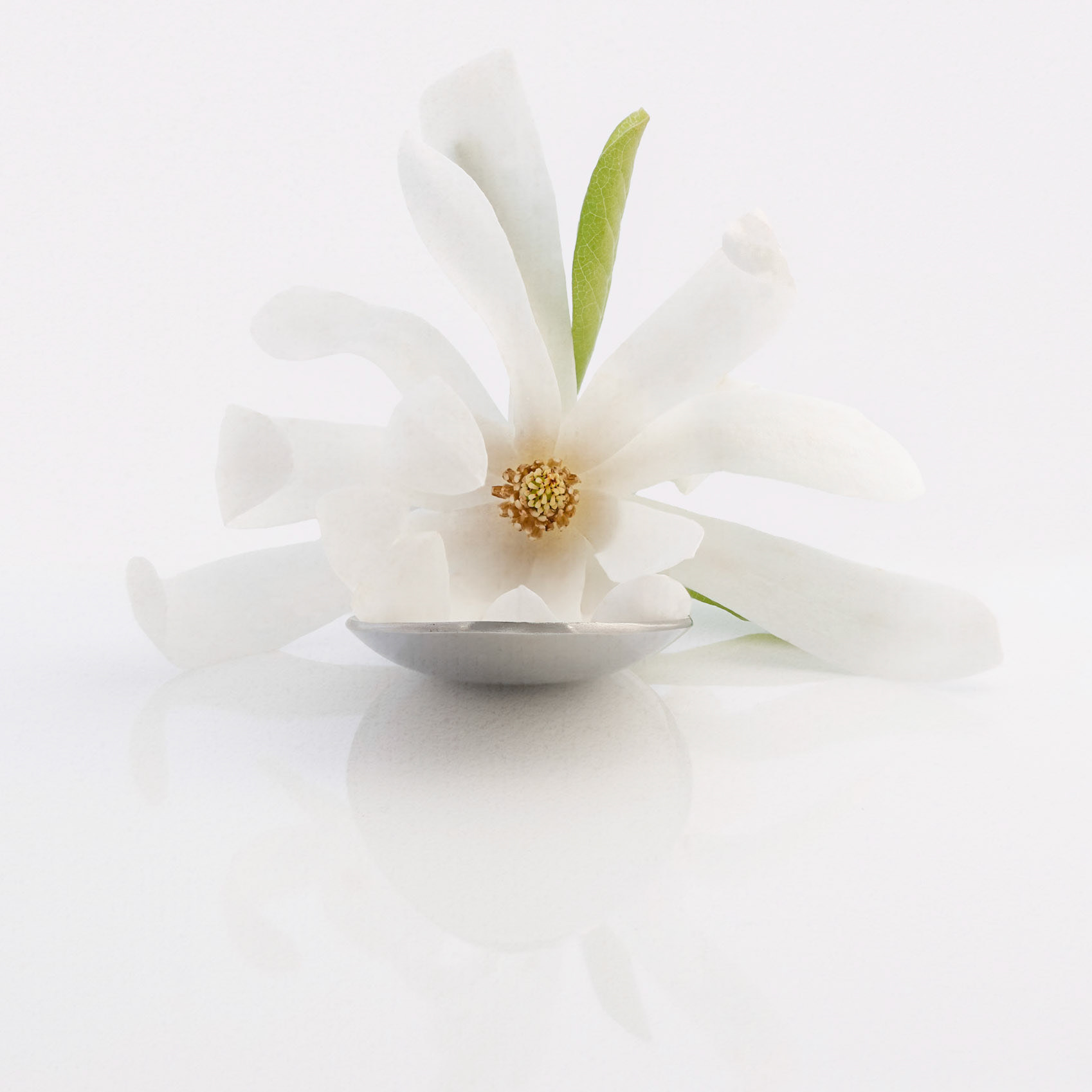 A Spoonful of Magnolia