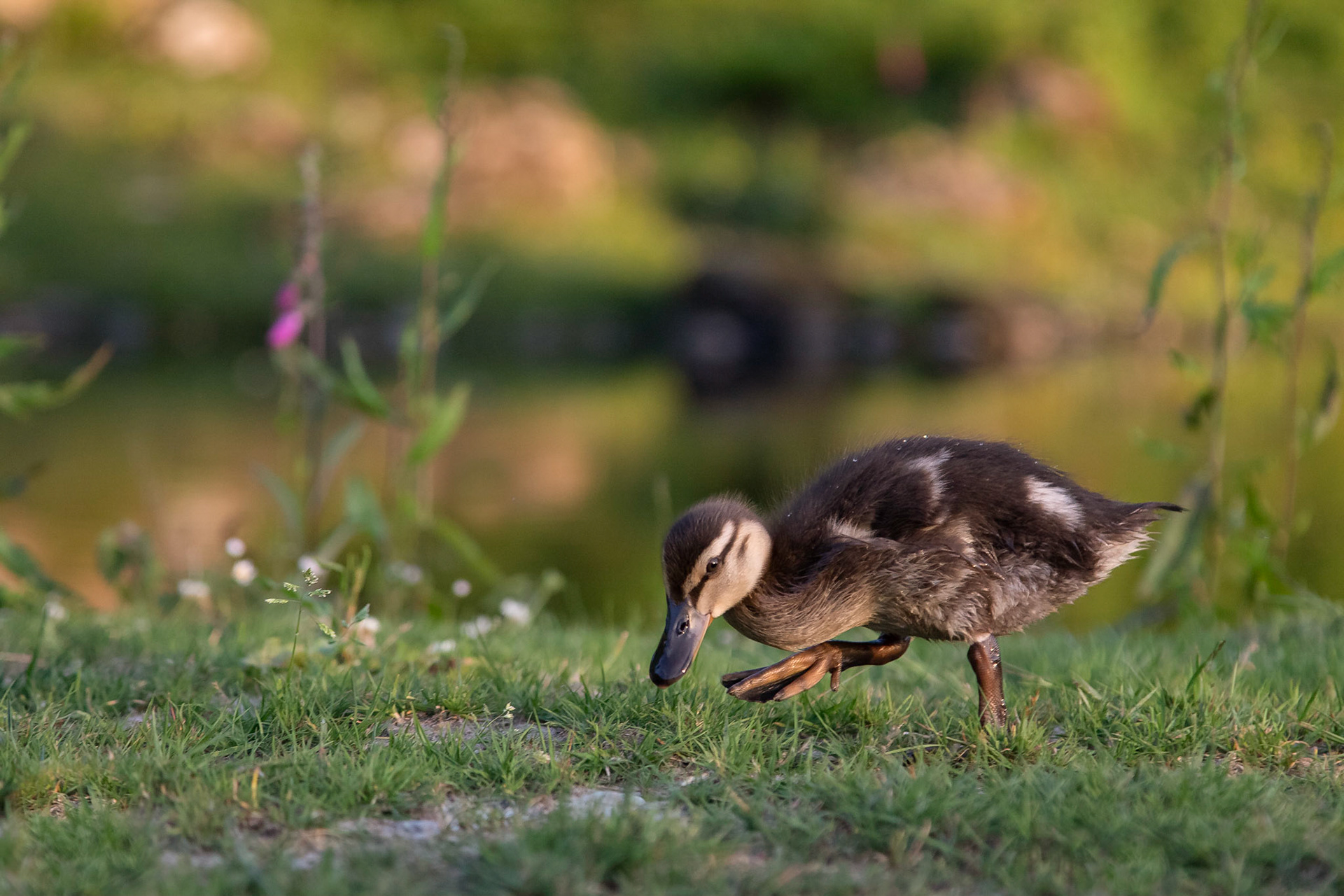 Searching for Grubs