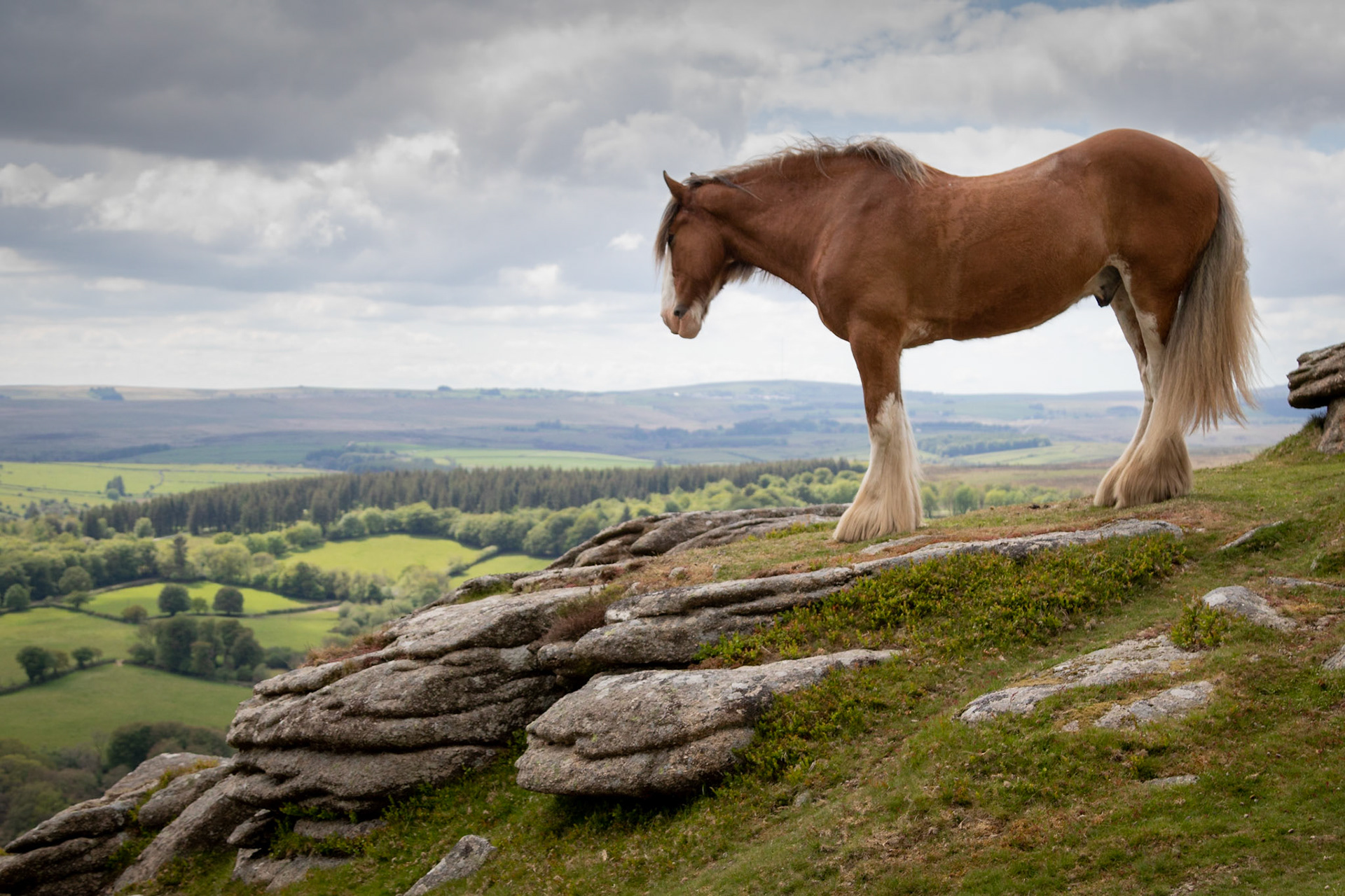 Siryl's Dartmoor Dreams