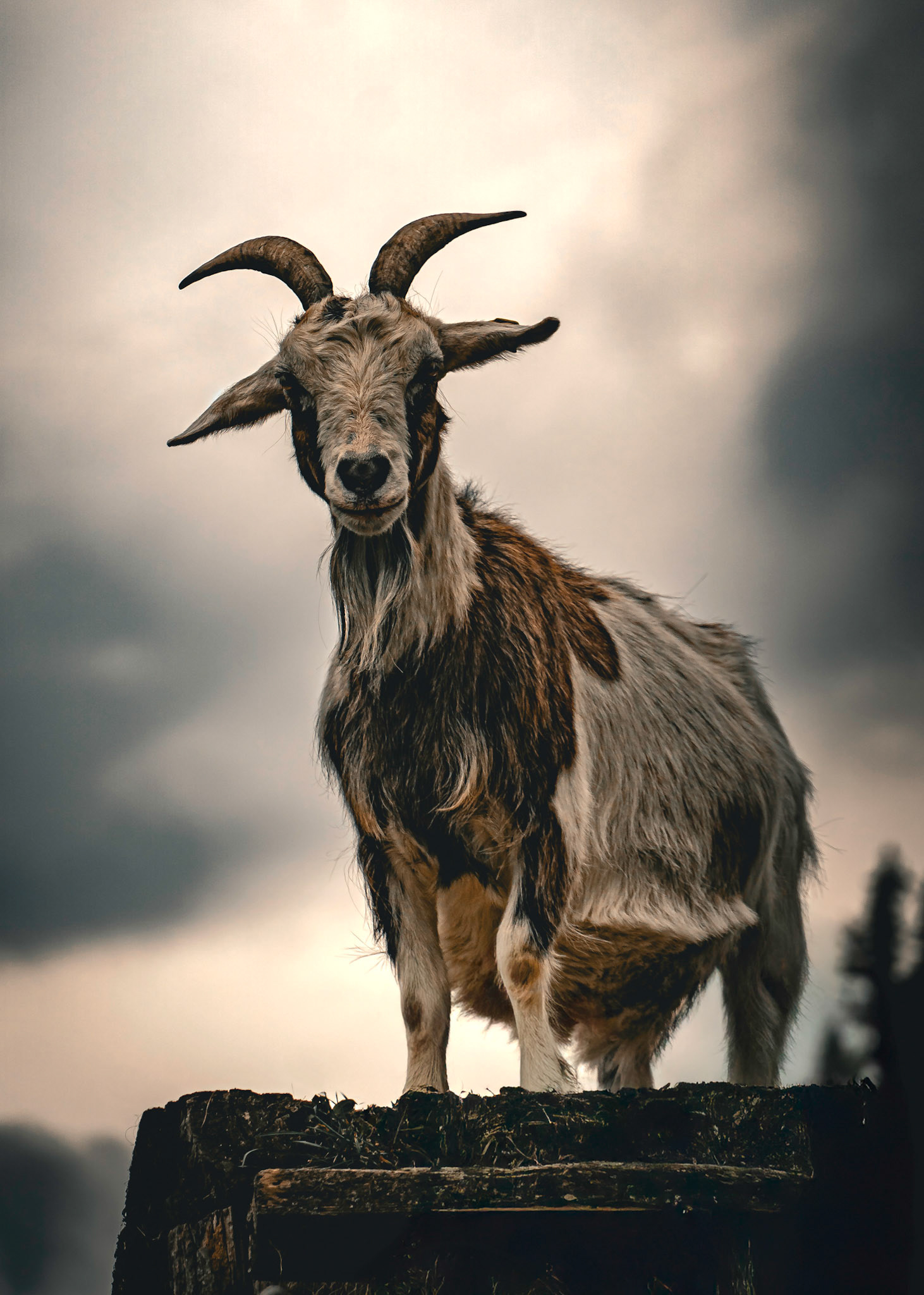 Tiere