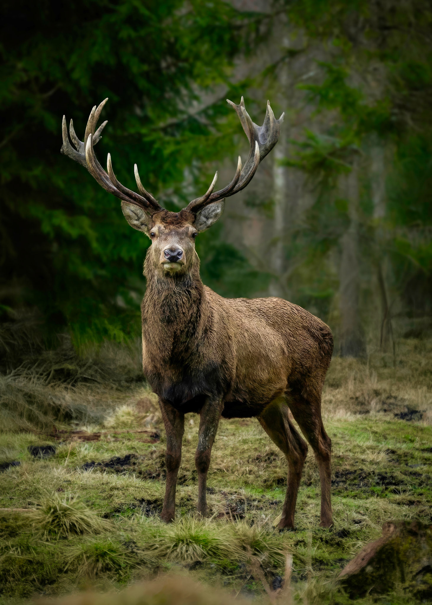 Tiere