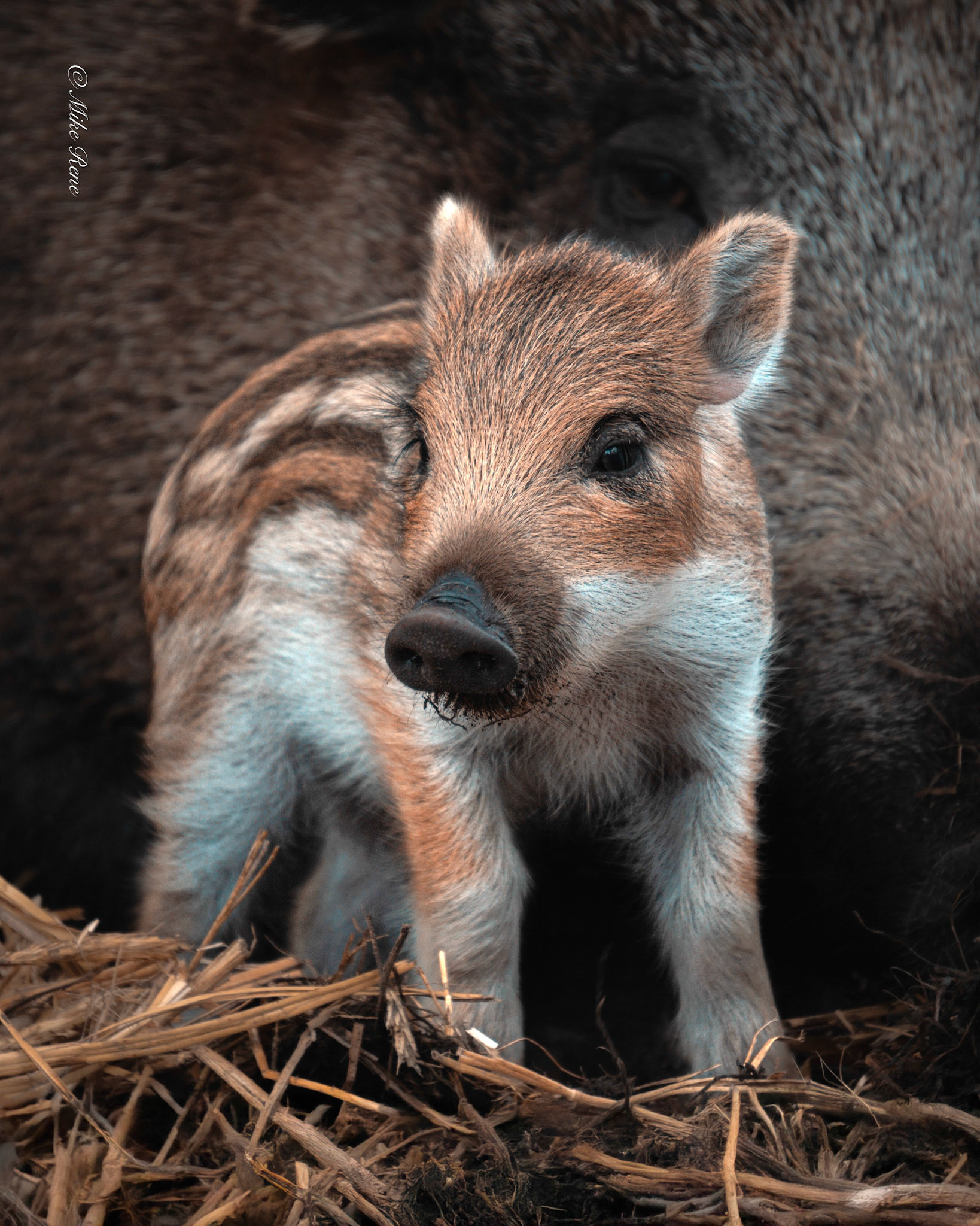 Tiere