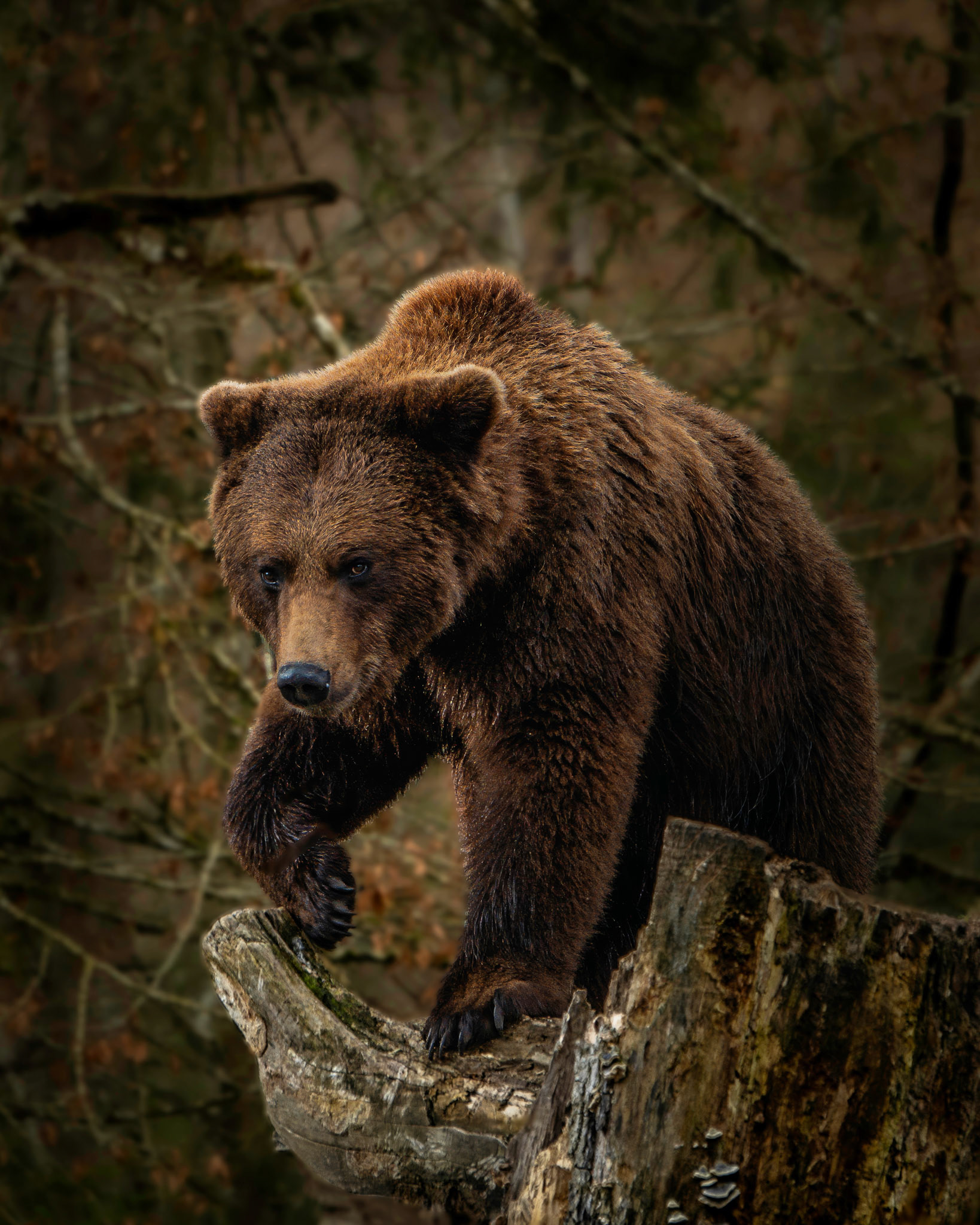 Tiere