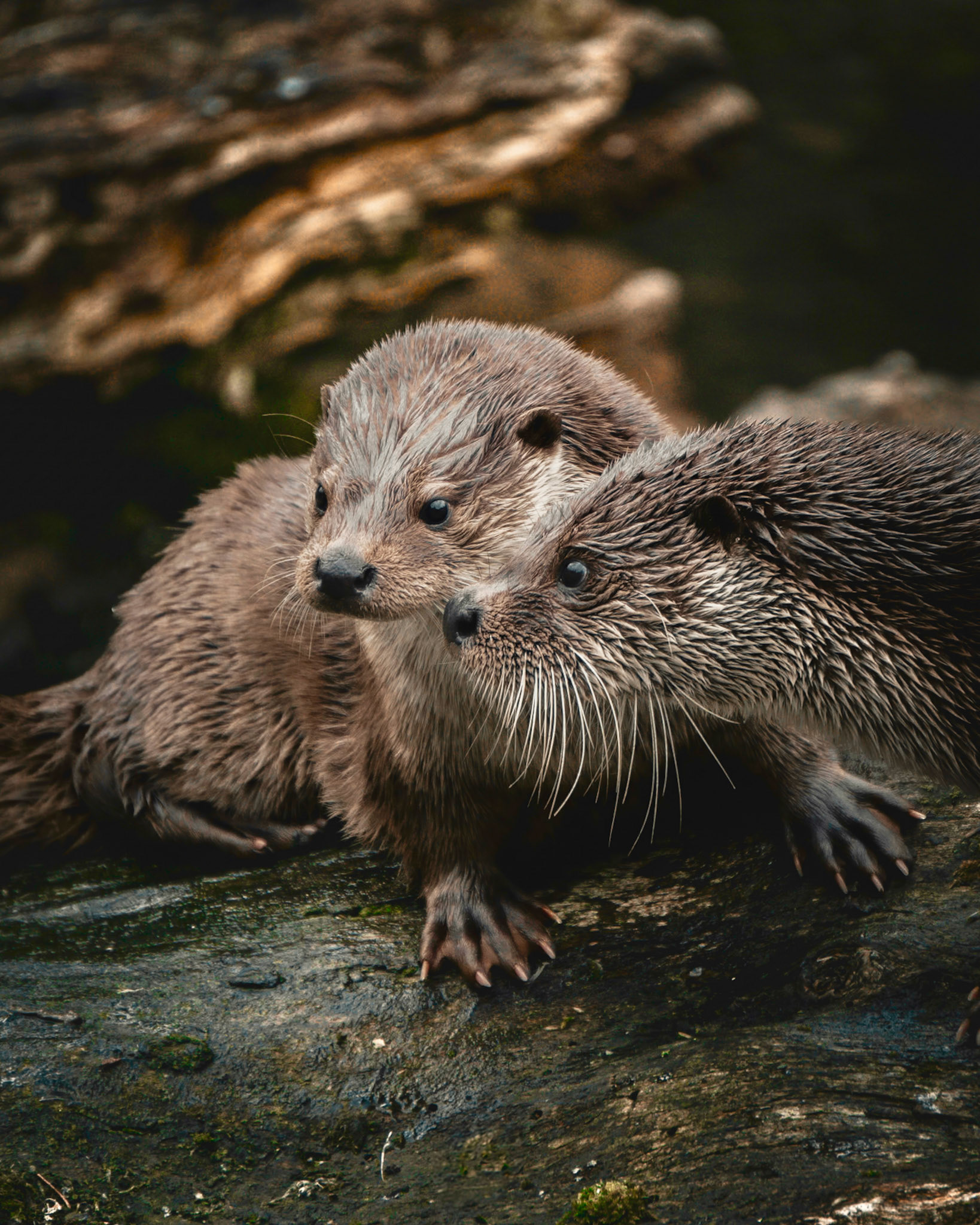 Tiere