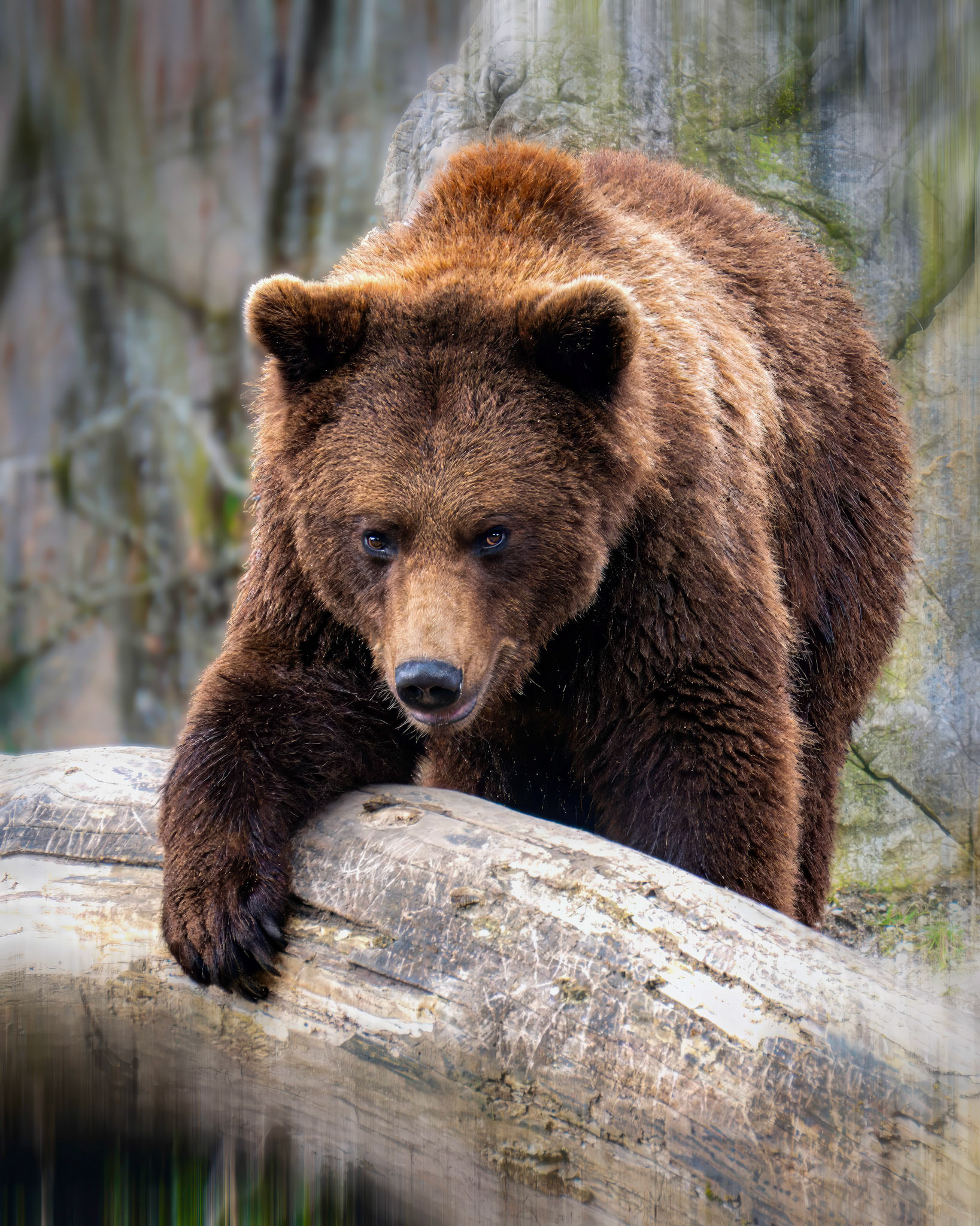 Tiere