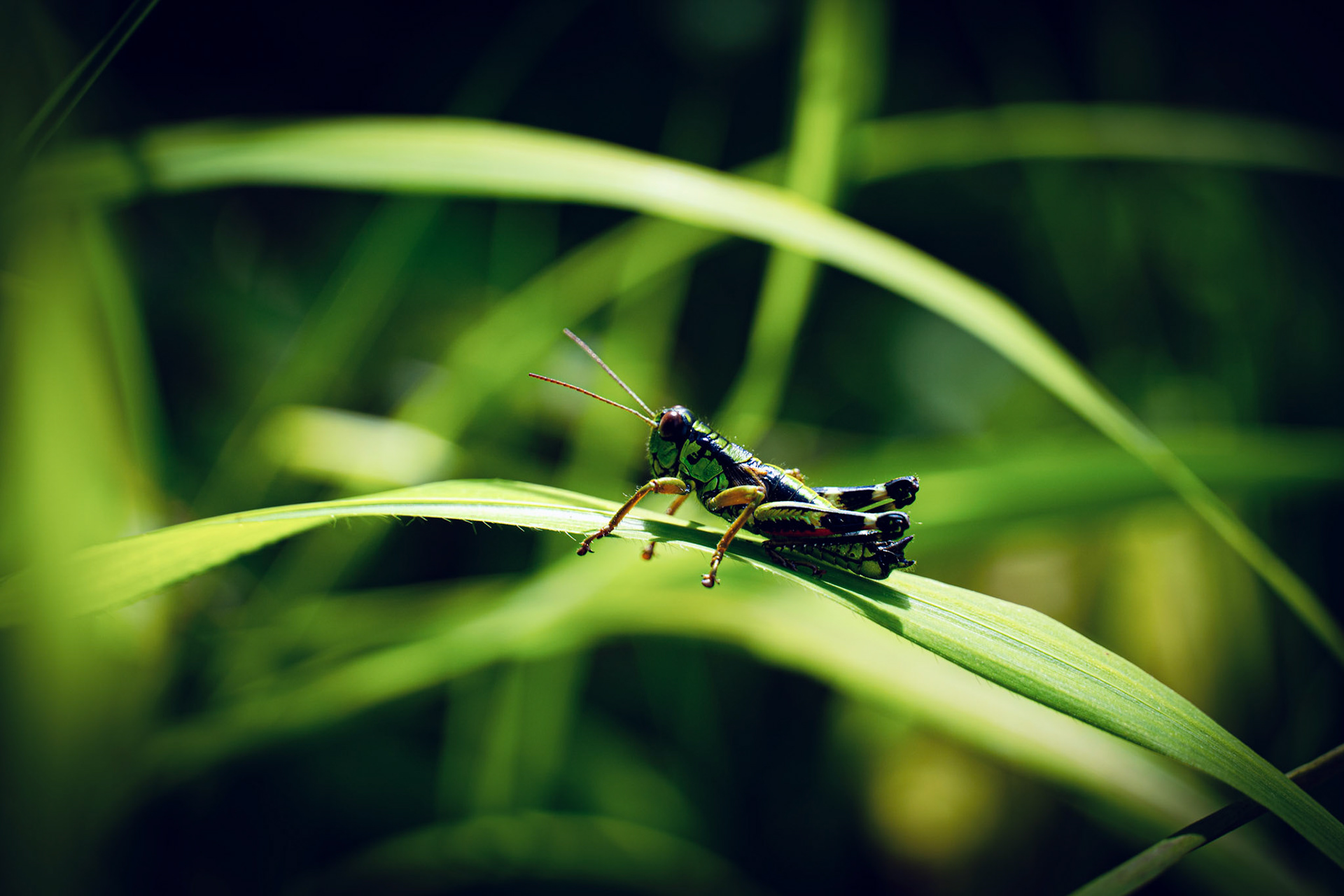Tiere