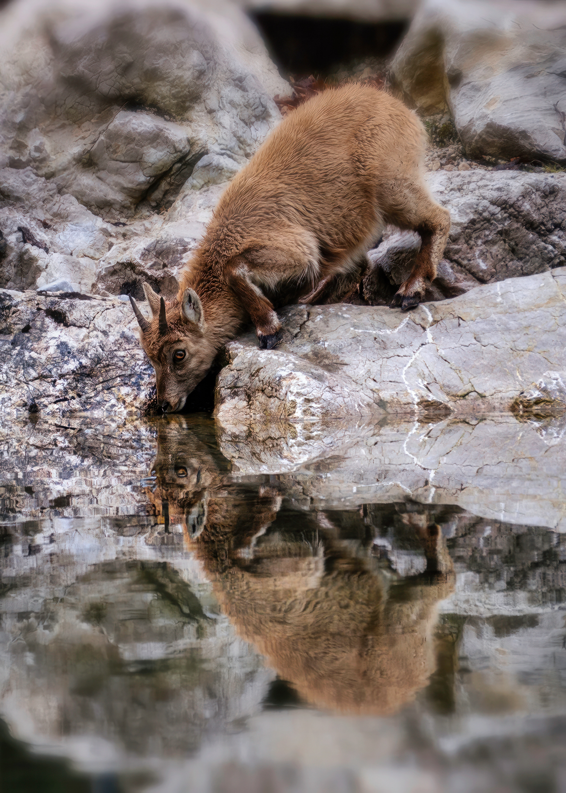 Tiere