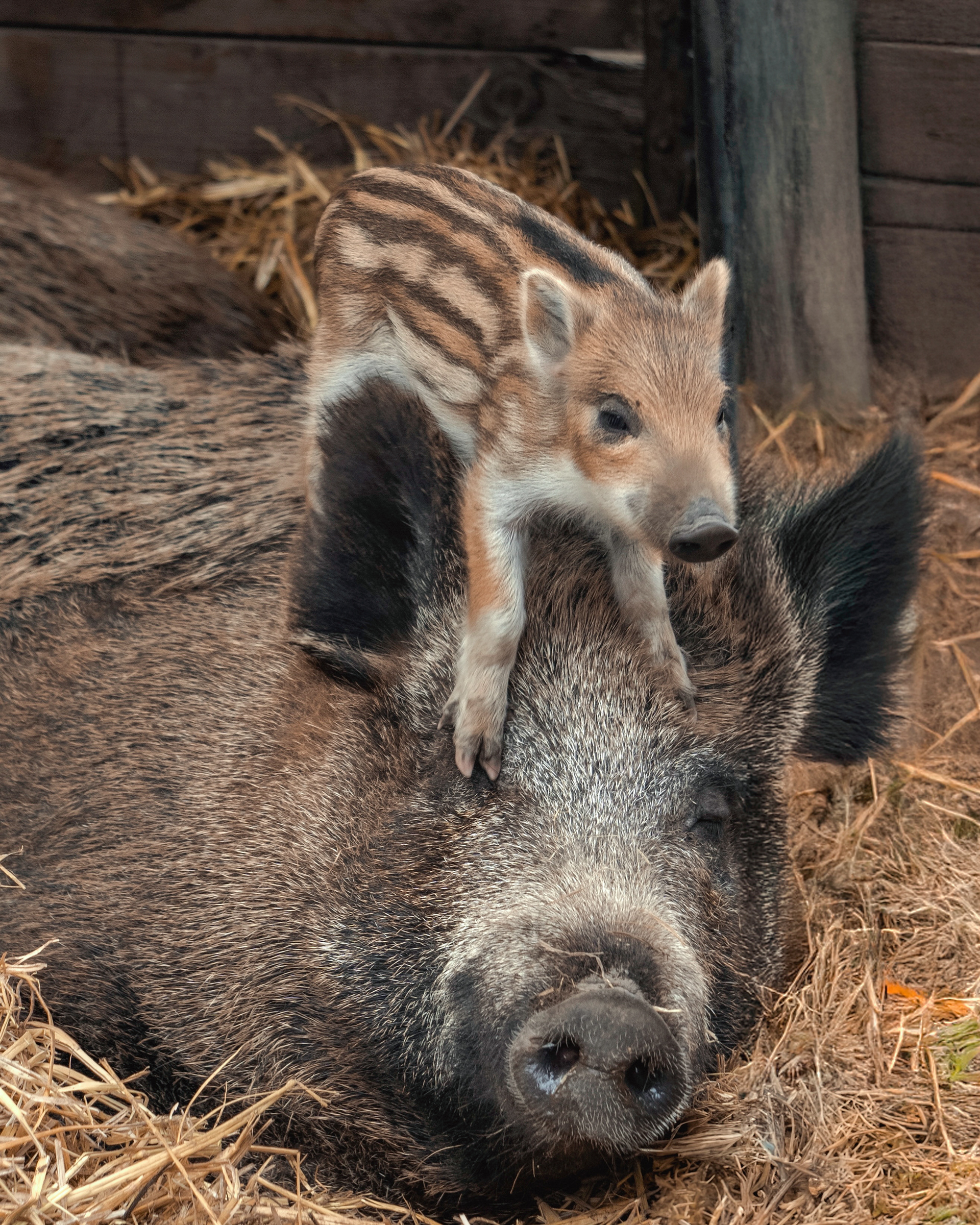 Tiere