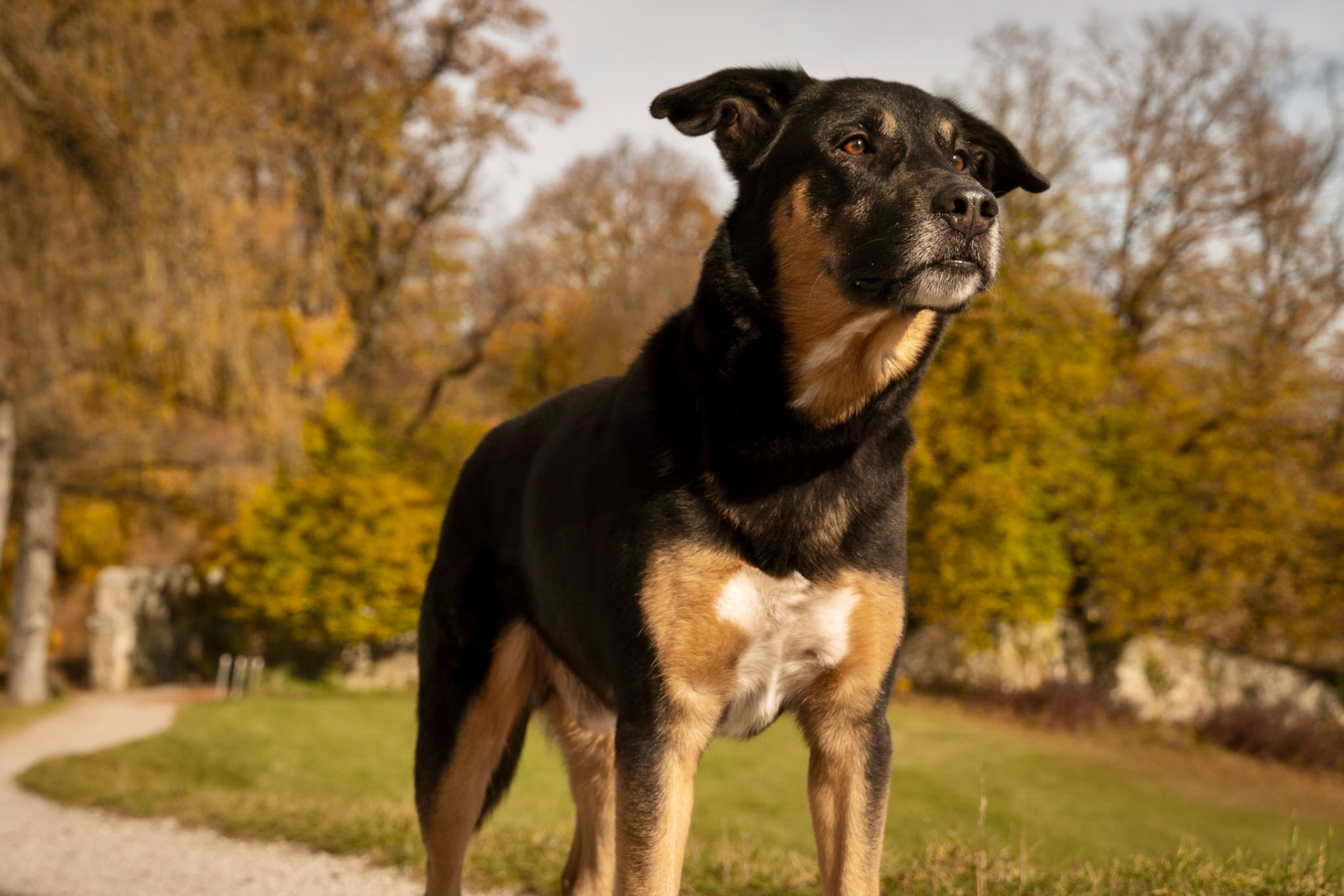 Tiere
