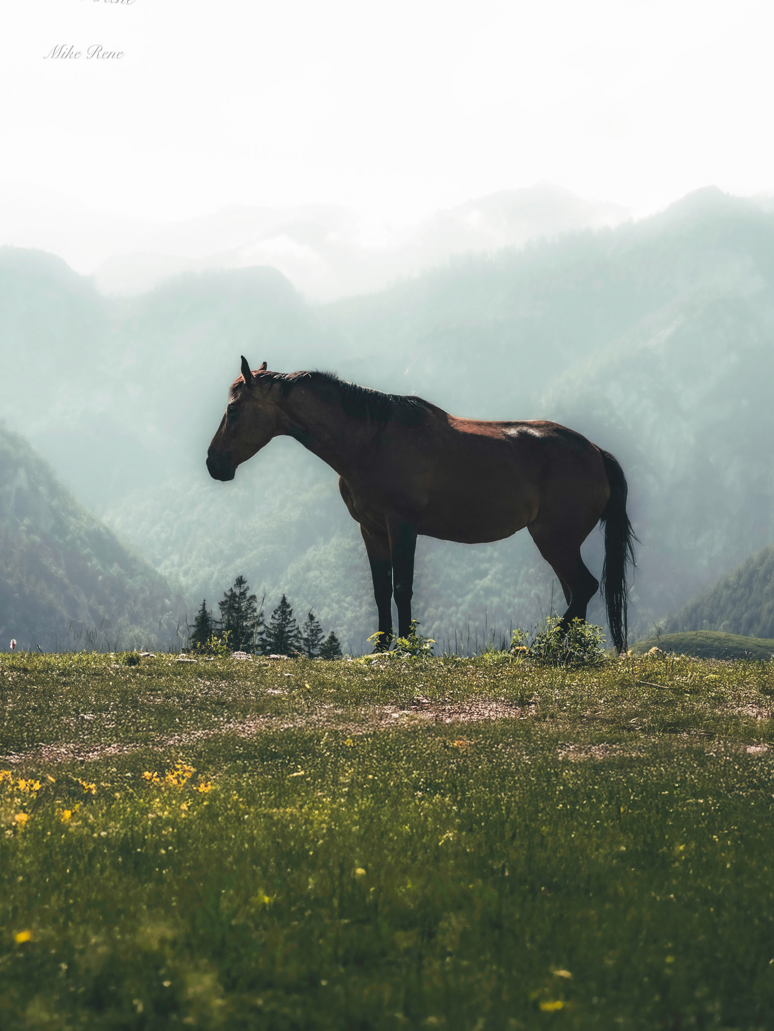 Tiere