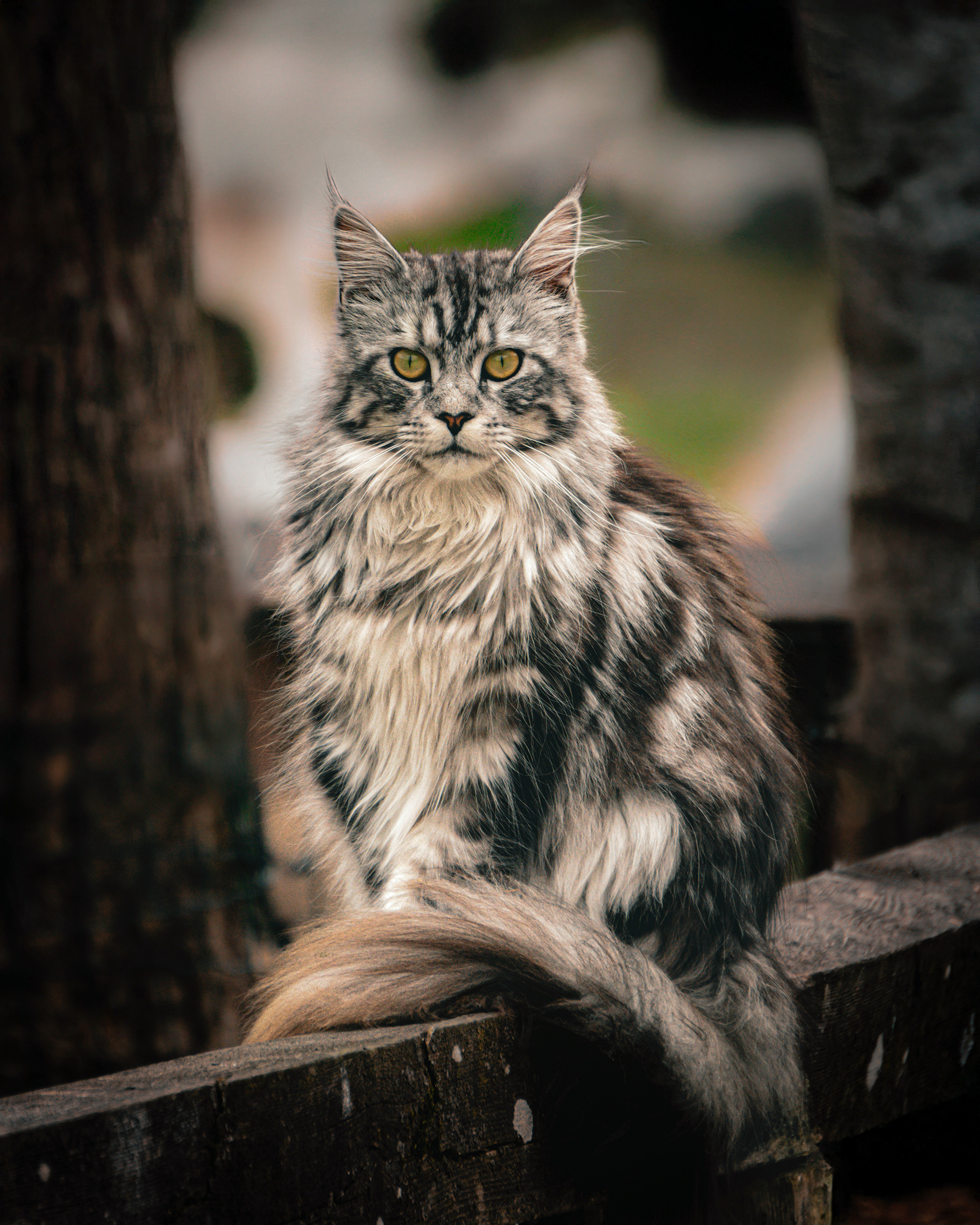 Tiere