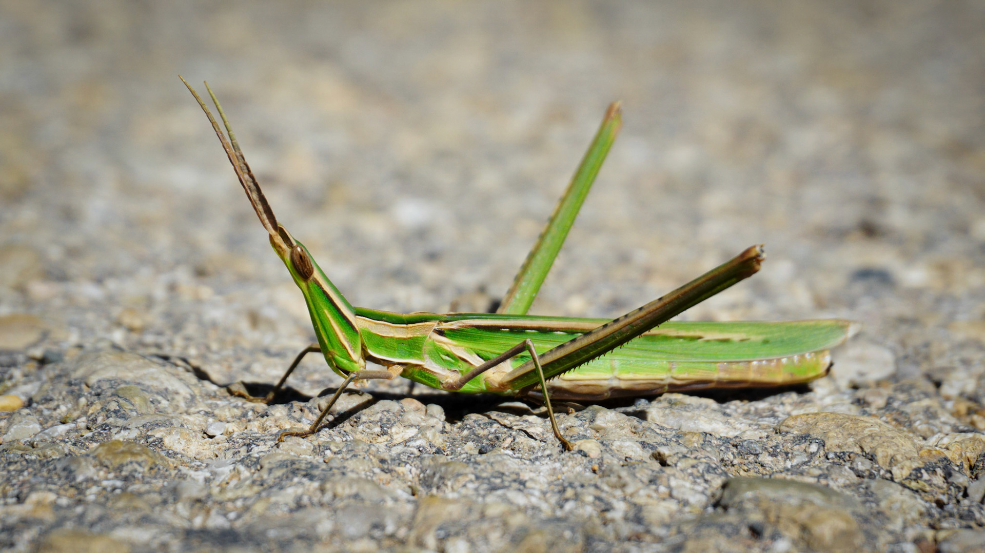 Tiere