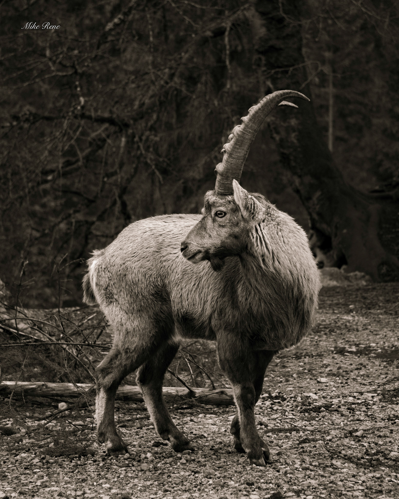 Tiere