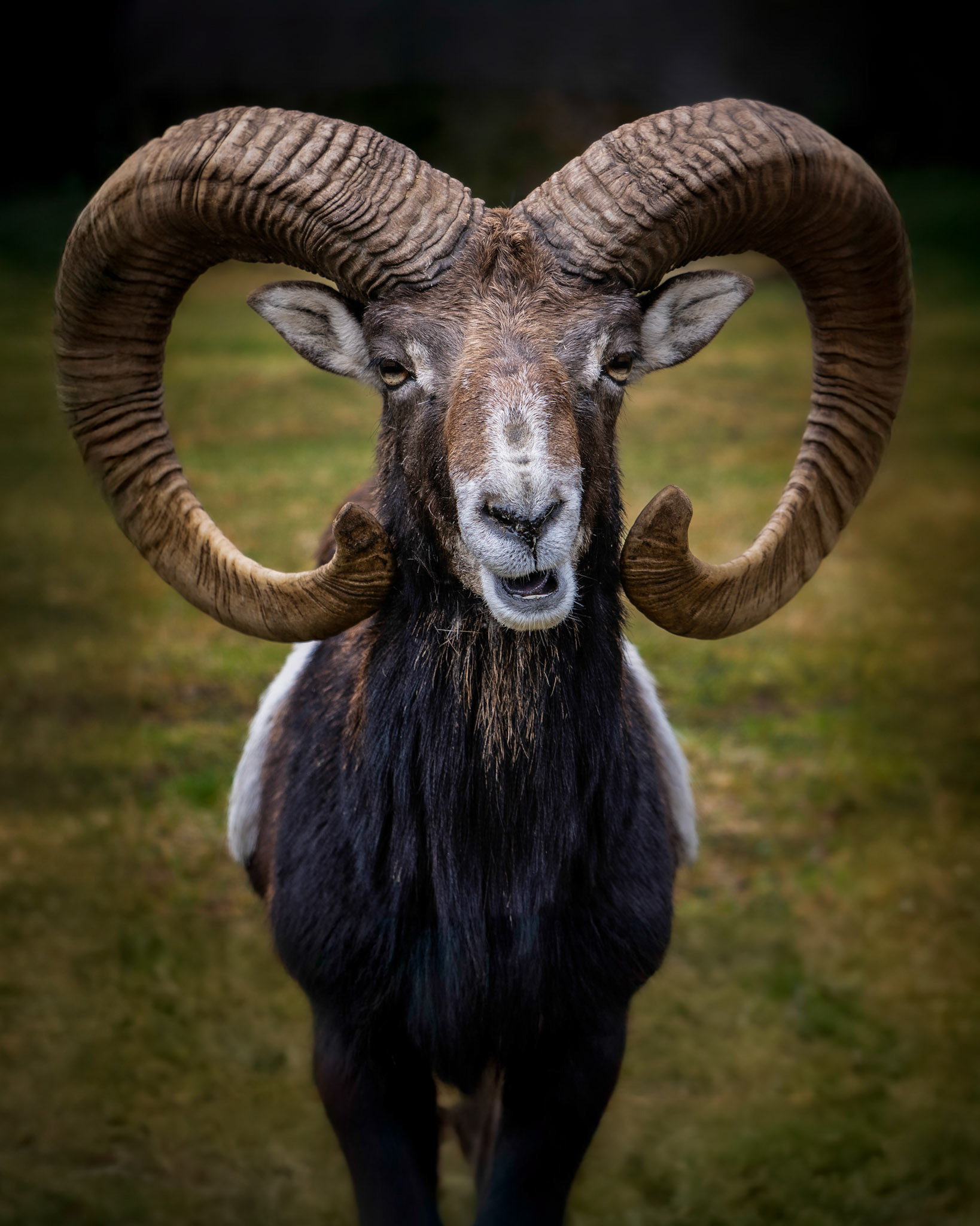 Tiere