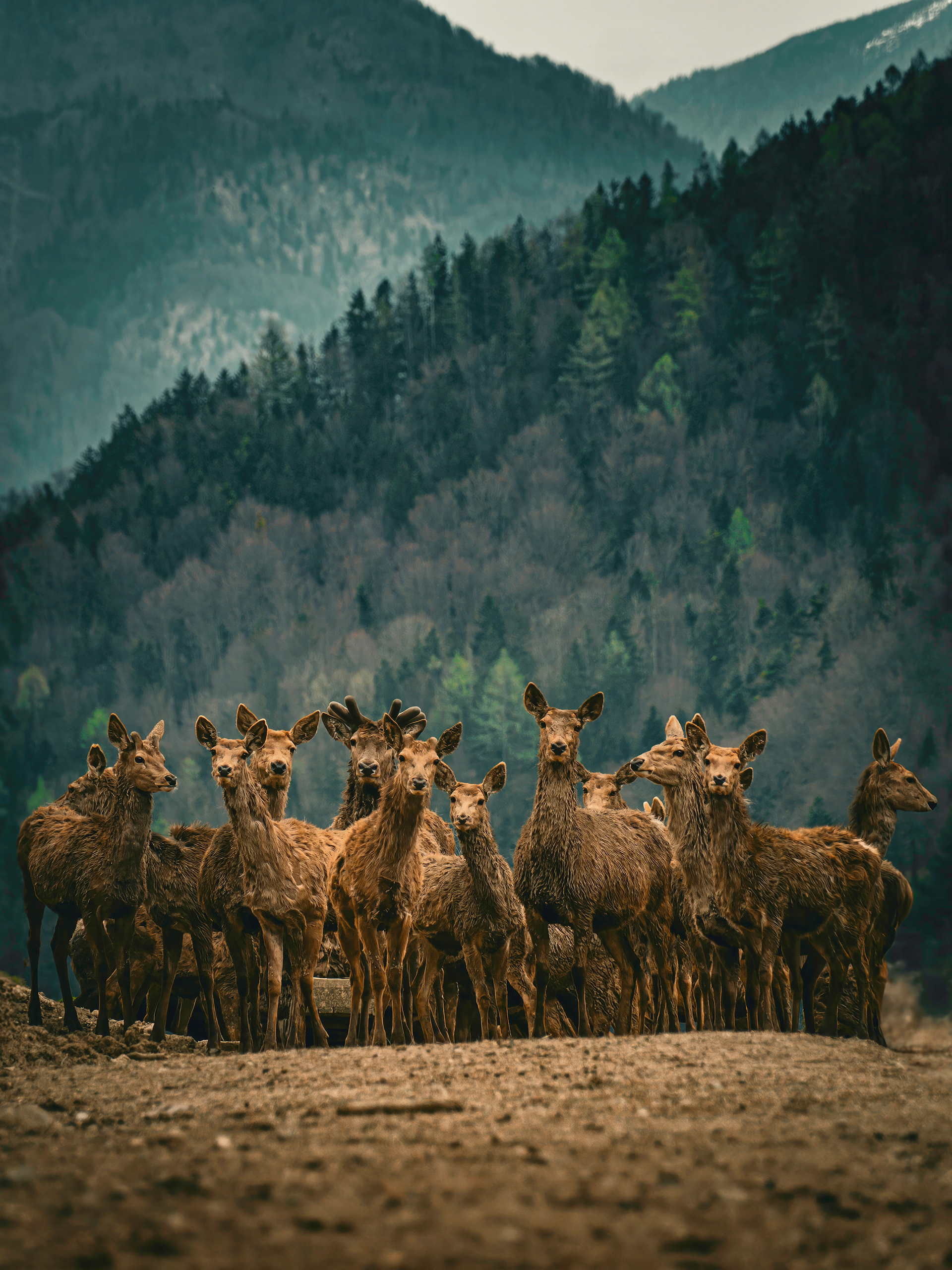 Tiere