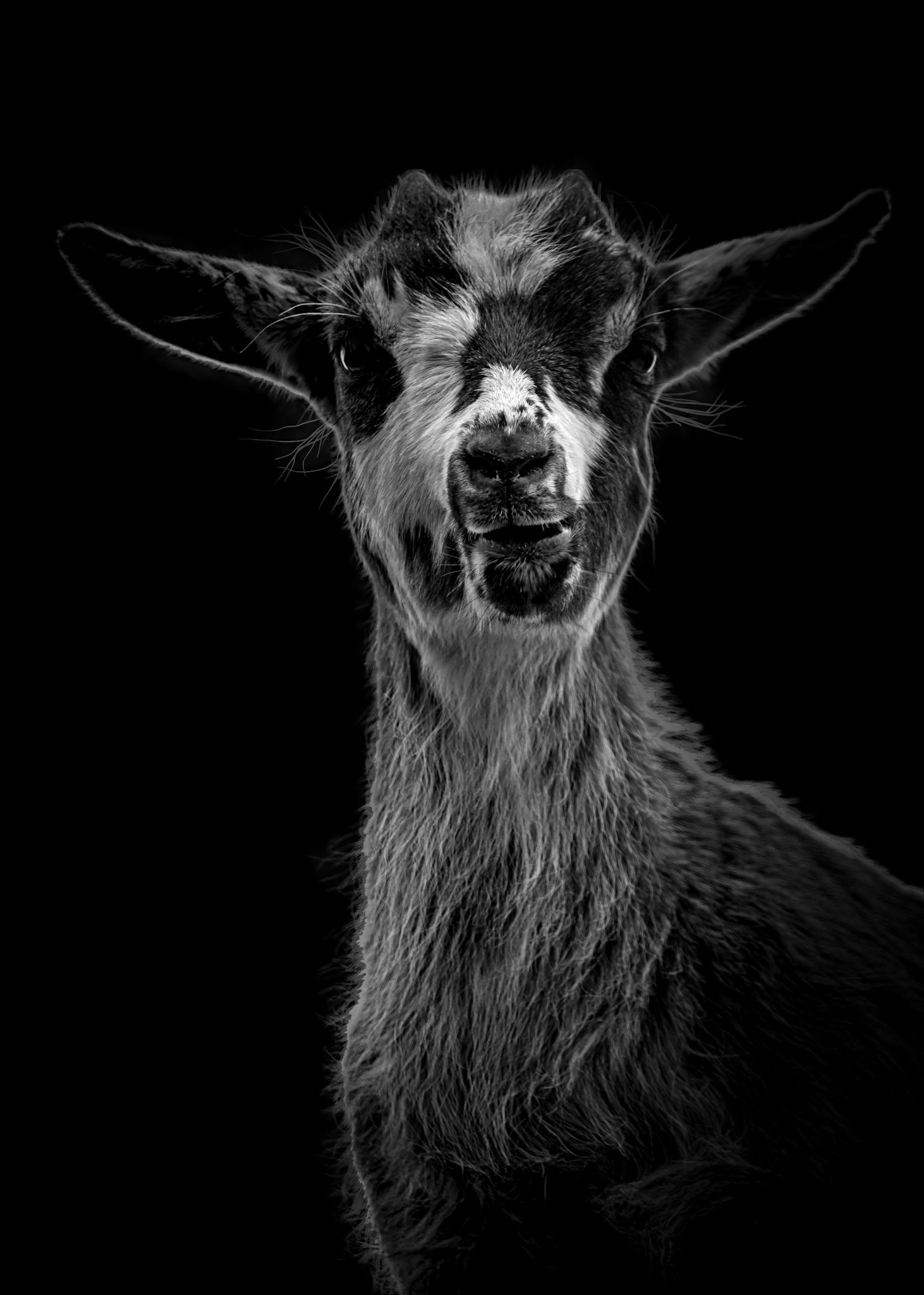 Tiere