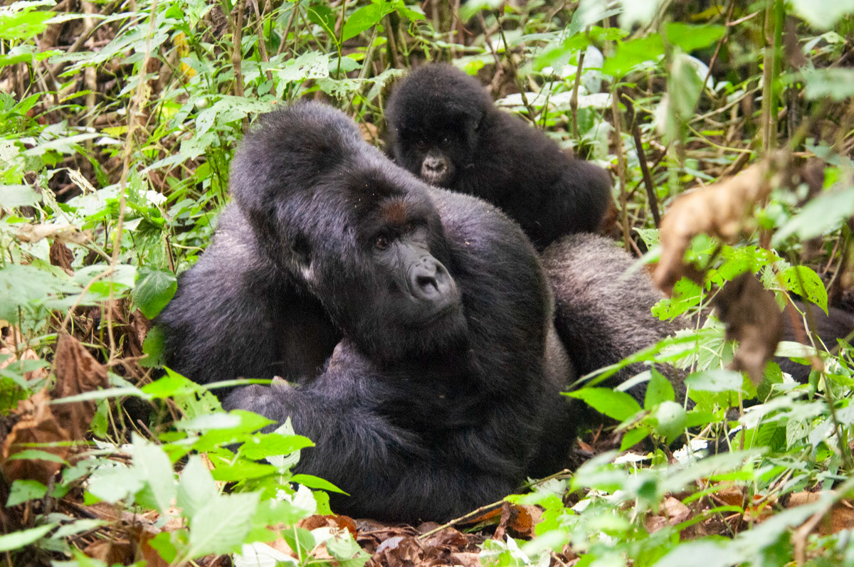 In 2007 ten mountain gorillas were killed, one of which was a member of the then 34-strong Kabirizi family, headed by this silverback. One of four groups that Mr Kambale spends time with.