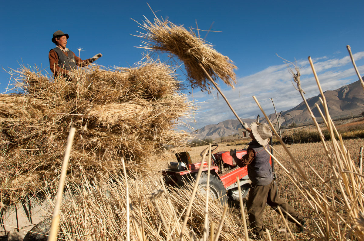 Harvesting near Gyantse in Tibet.