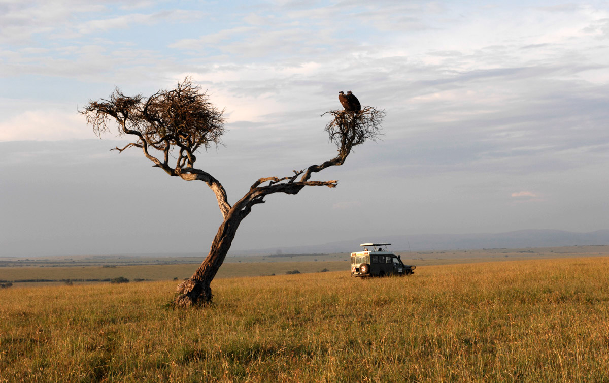 Vultures watch a lone safari van pass in Kenya's Masai Mara Game Reserve, which is almost empty of tourists despite this being high season. The number of holiday makers visiting the country has dropped by 95% following election violence in 2007..