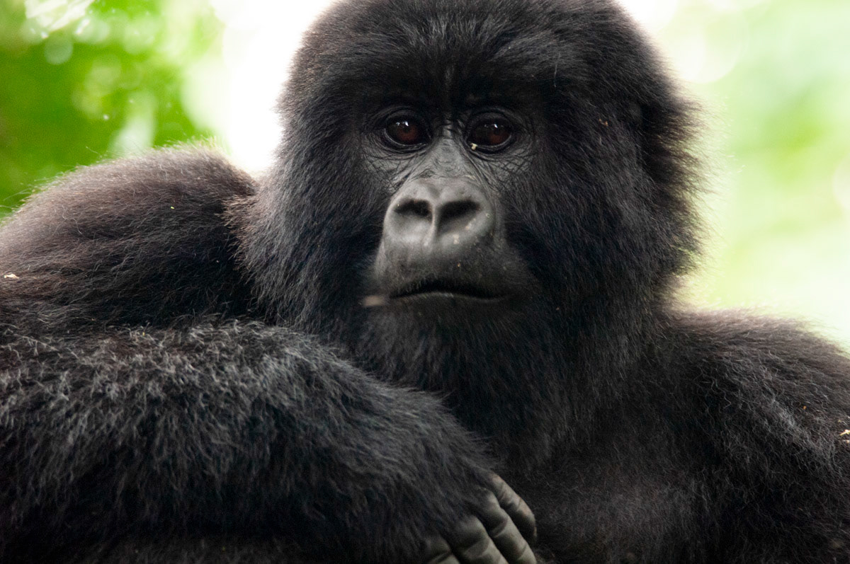 “The longer we are able to work without interruption the better we can learn to know these wonderful animals.”