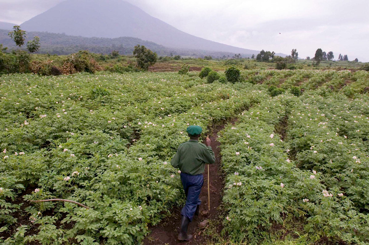 Mr Kambale has three sons and has been forced to flee his patrol post numerous times during his 13-year career as rebels set up camps in forests nearby. Each day when working he rises at dawn and heads out on patrol with two or three rangers. They spend hours tracking gorillas, taking notes, keeping logs of sightings and monitoring the families.