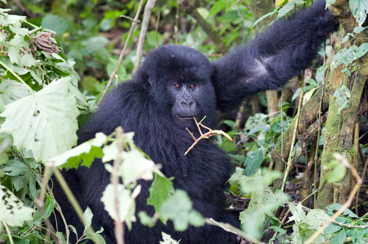 The rangers can identify each gorilla by name by memorising the markings on their face. A log book is kept with facial drawings of each individual. The rangers let the gorillas know they are approaching by making a noise understood and agreed by both of them. A way of saying – it is ok, we are here as friends.