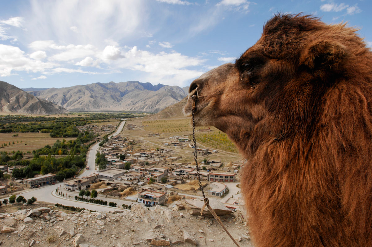 A camel carrying tourists up to Tibet's first palace, Yumbu Lhakang, looks out over the Yarlung Valley.