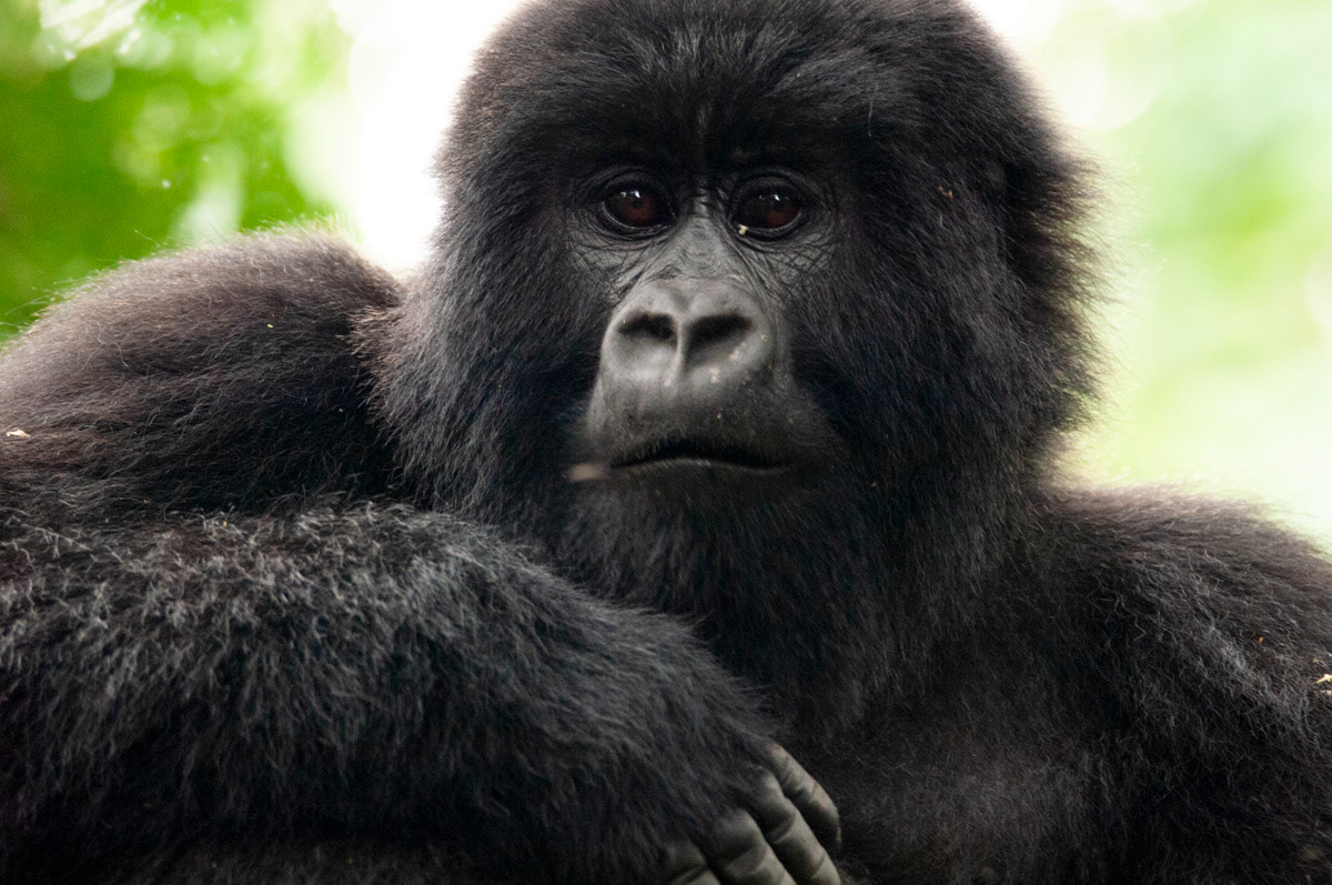A Mountain Gorilla, Virunga National Park, Eastern DR Congo