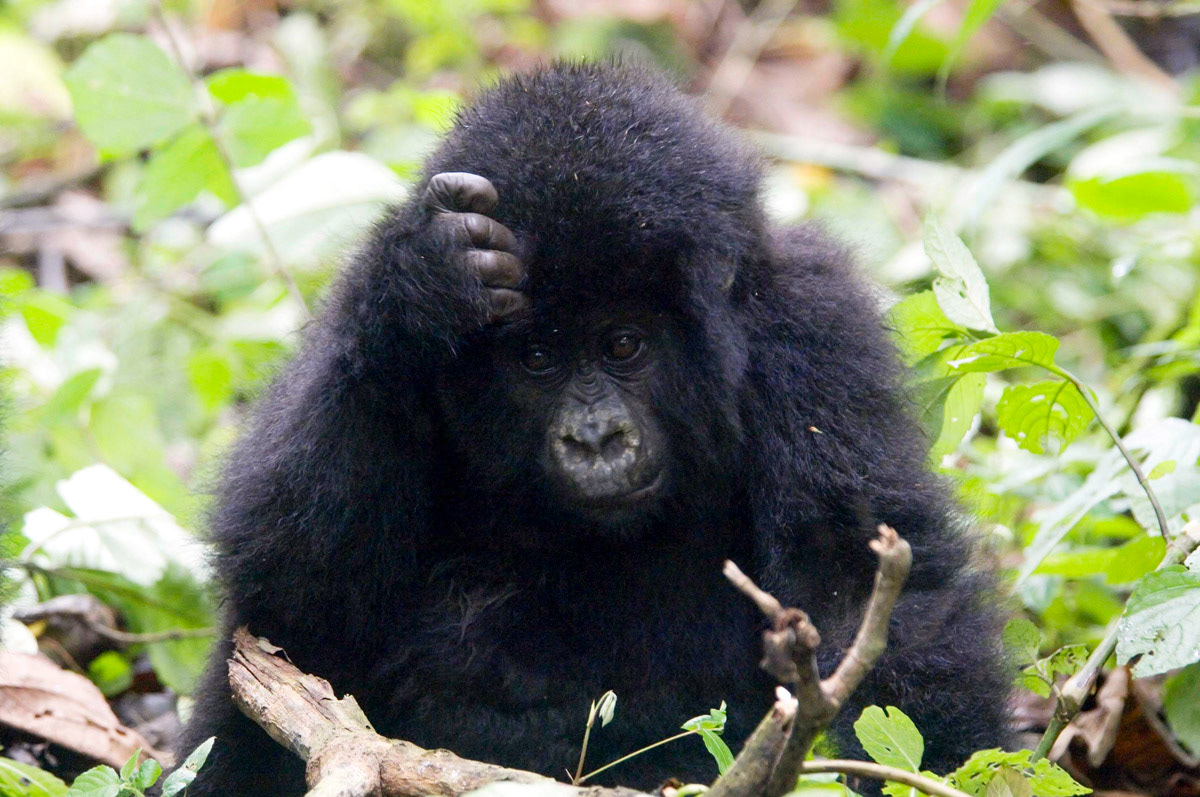 The ICCN’s appointment of the former CEO of conservation group WildlifeDirect, Dr. Emmanuel de Merode as the Chief Warden of Virunga National Park suggests a commitment from the Congolese authorities to strengthen the rule of law within the park and to protect the future of the critically endangered mountain gorillas.