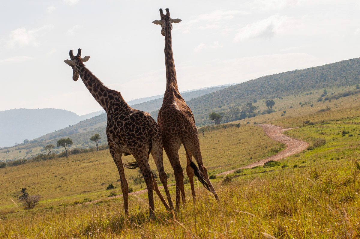 Two giraffes look over Kenya's Masai Mara National Reserve.