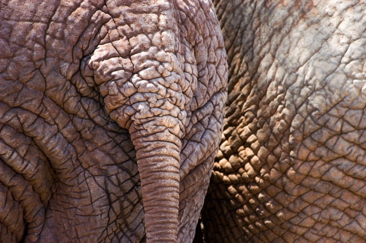 Elephants, Kenya