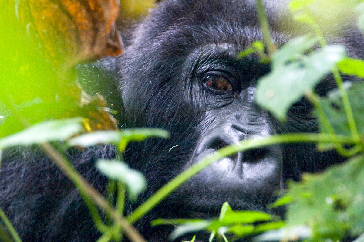 “Our job can be very dangerous, but if we were not here we are afraid no one would protect these rare animals,” says Mr Kambale.