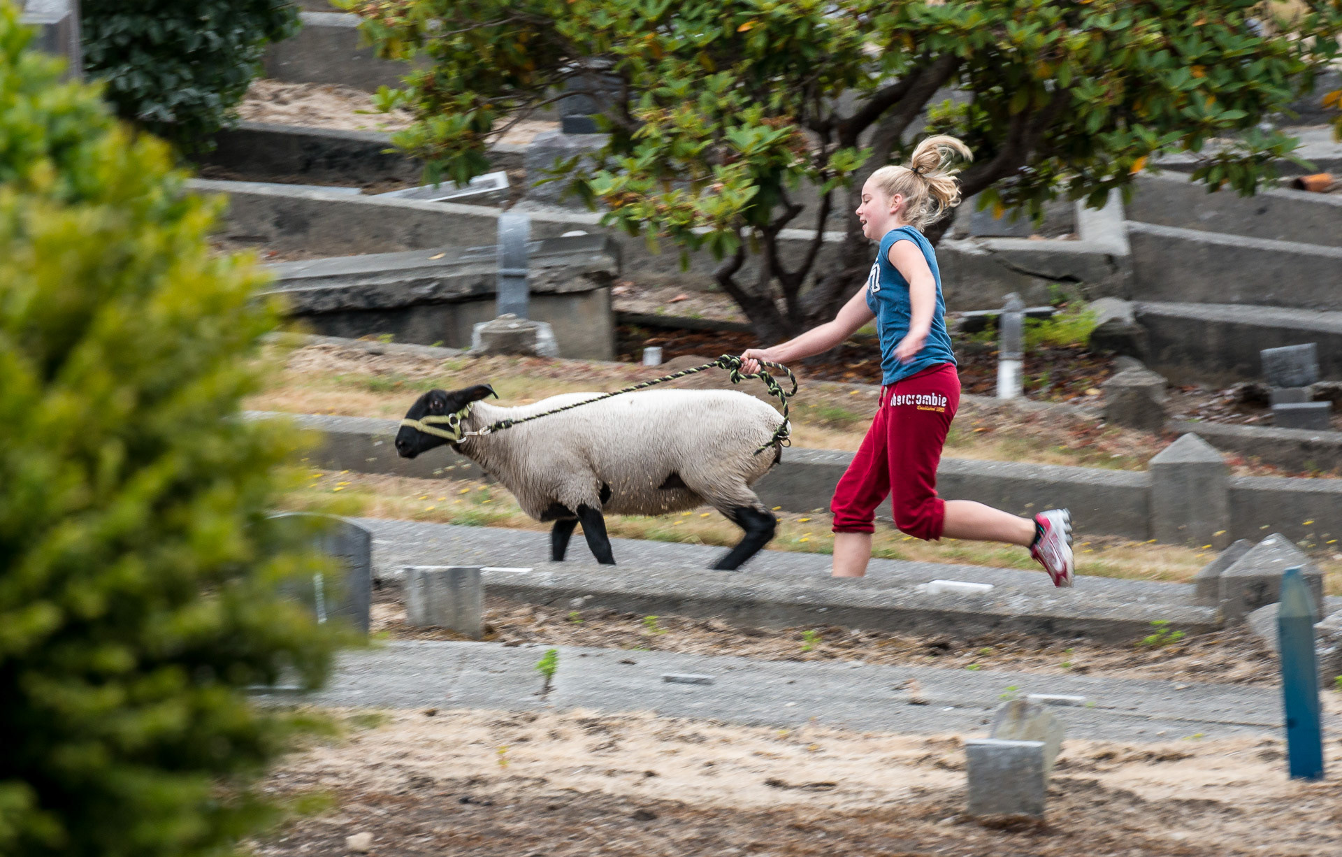 The Sheep Runner