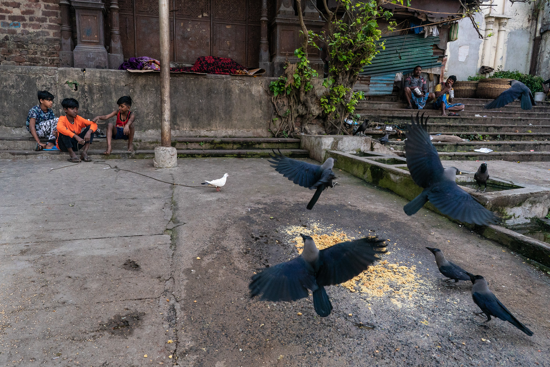 Boys and Birds