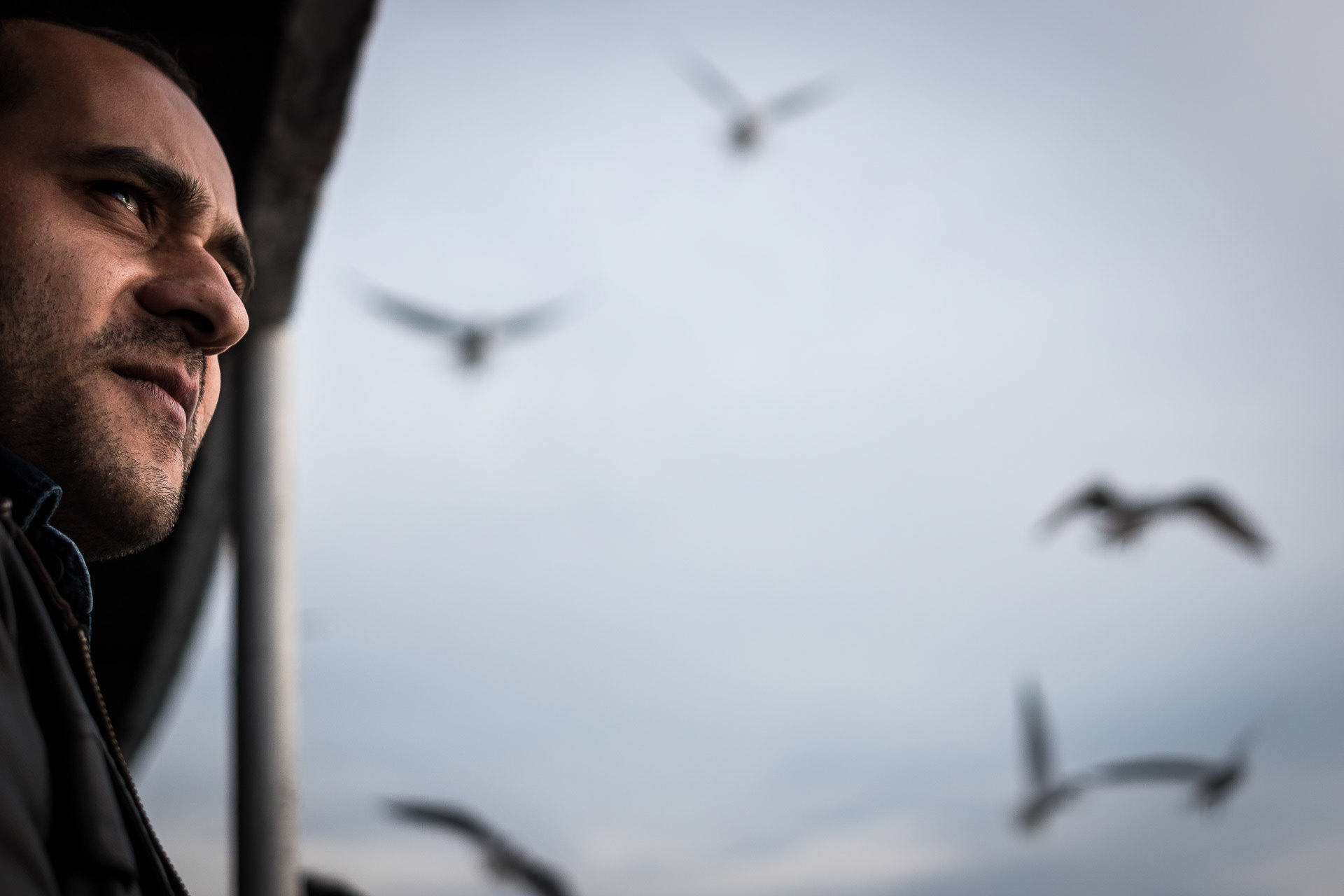 Seagulls