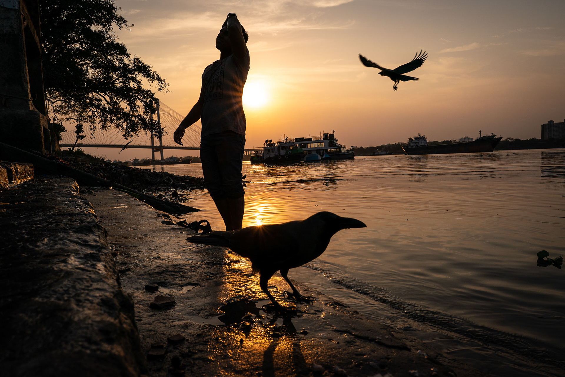 Sunset Crows