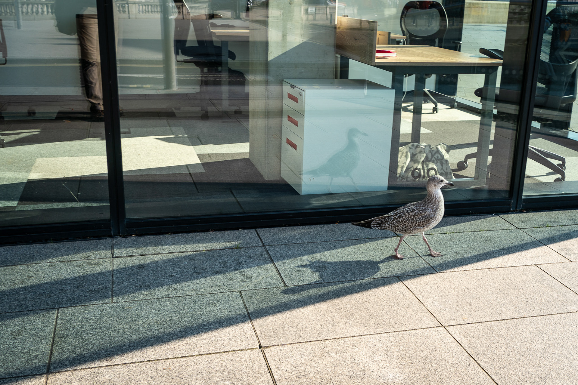 Out for a Stroll