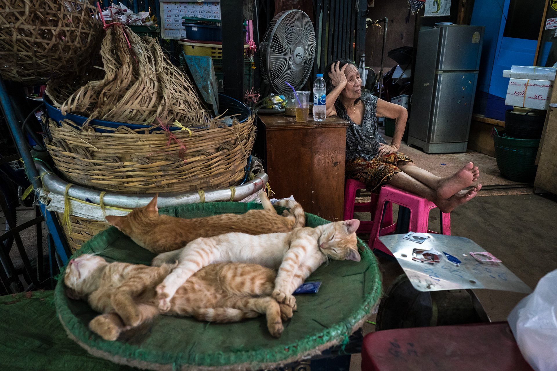 Three Cats