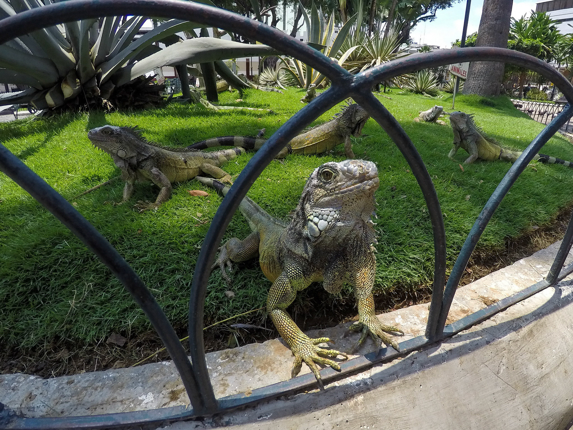 Iguana