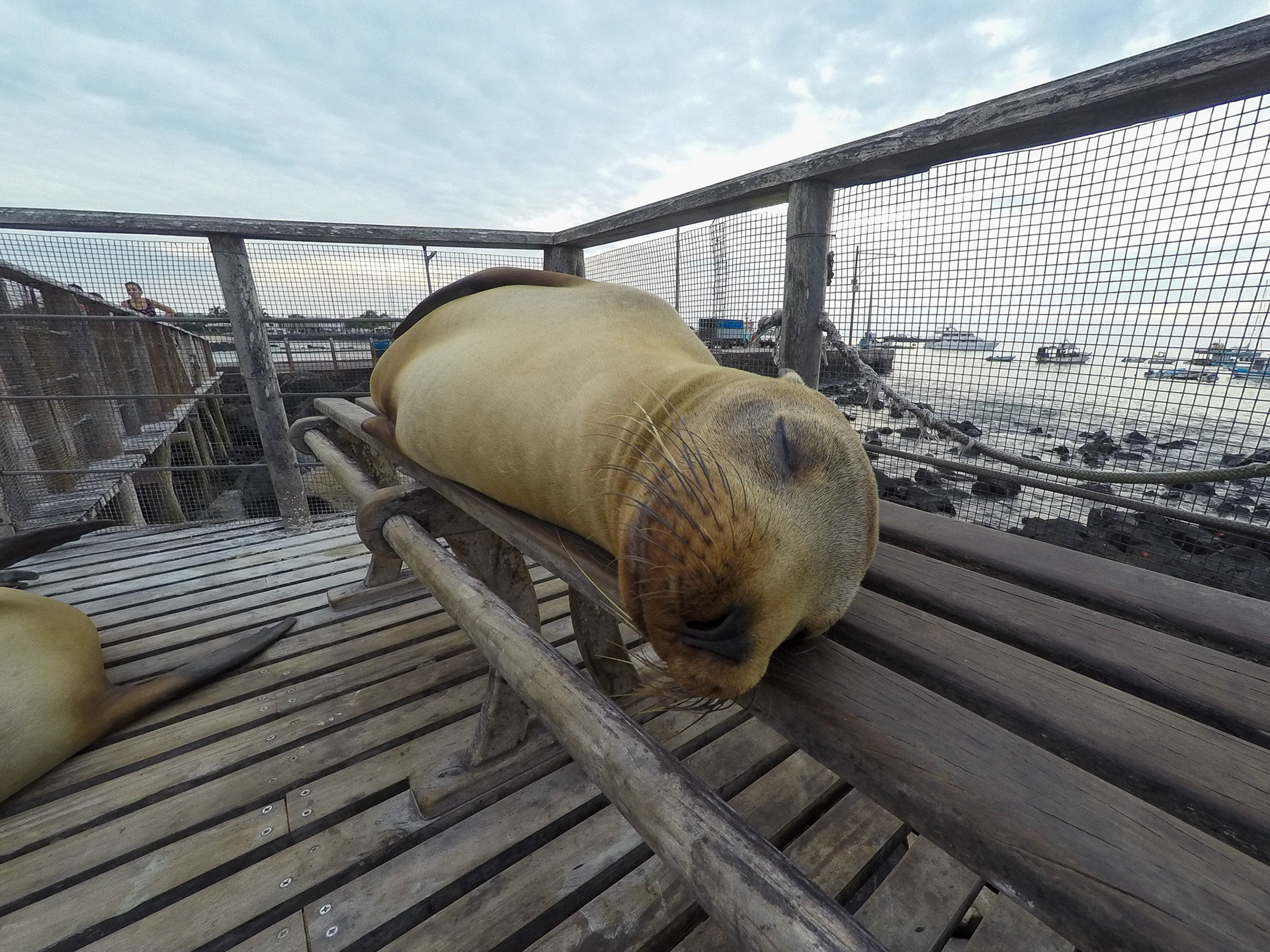 Sleeping Seal